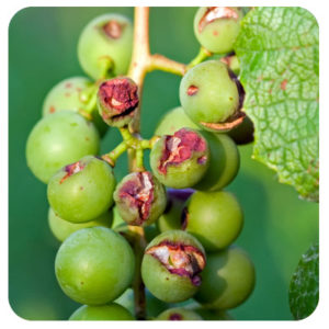 Damaged Grapes